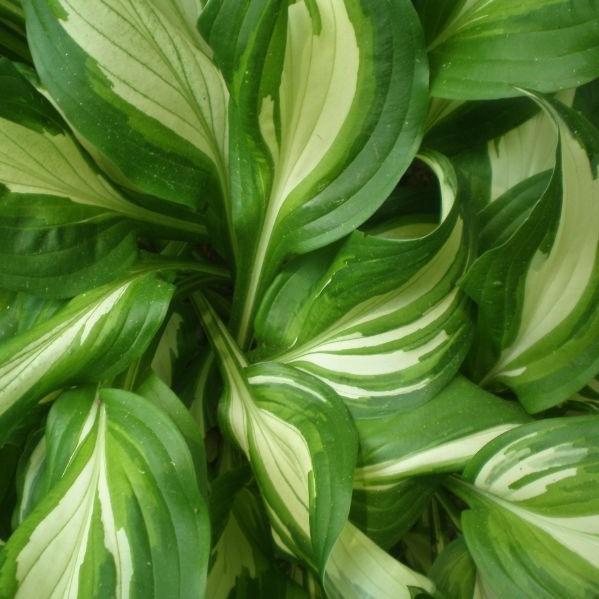 Hosta x 'Rainbow's End' ~ Rainbow's End Hosta