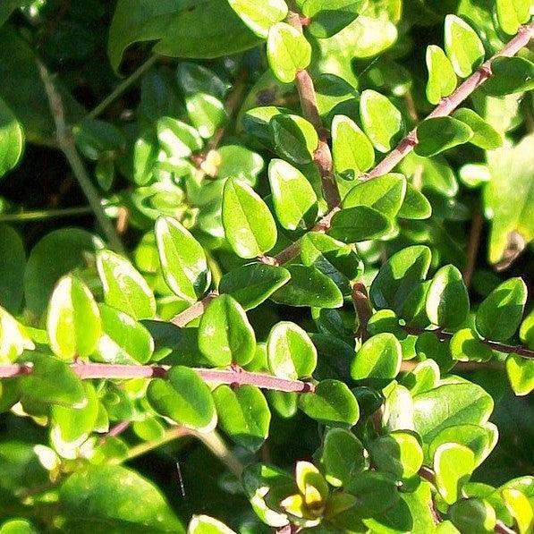 Lonicera nitida 'Golden Glow' ~ Madreselva Thunderbolt™