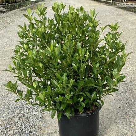 Gardenia jasminoides 'August Beauty' ~ August Beauty Gardenia