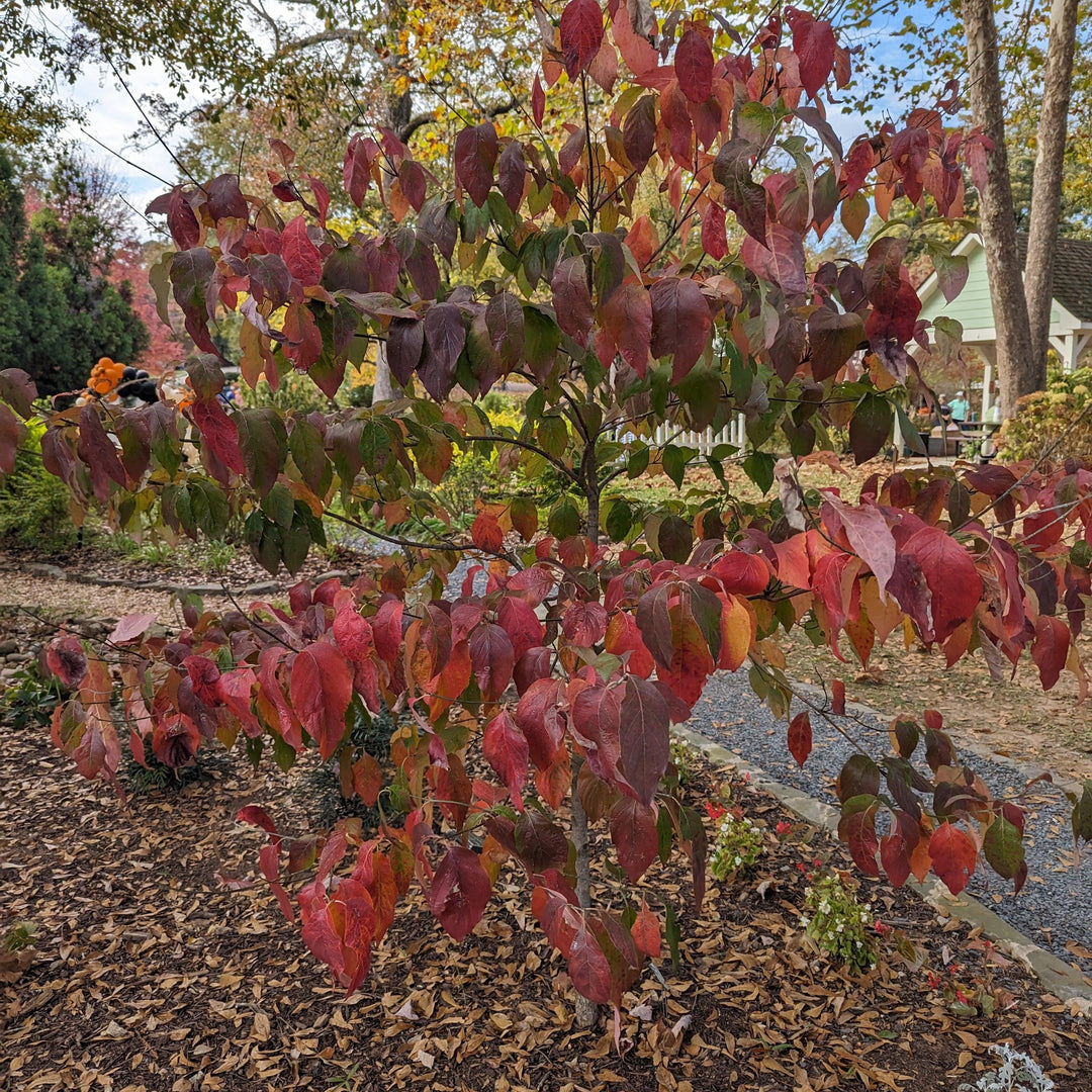 Cornus florida 'Comco No. 1' ~ Cherokee Brave Dogwood