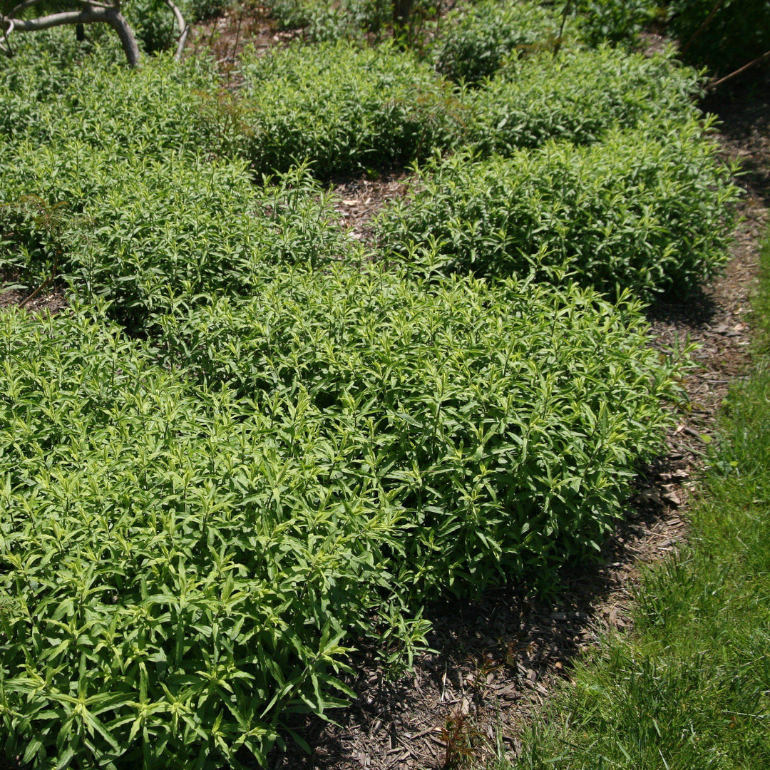 Aster oblongifolius 'Raydon's Favorite' ~ Raydon's Favorite Aromatic Aster