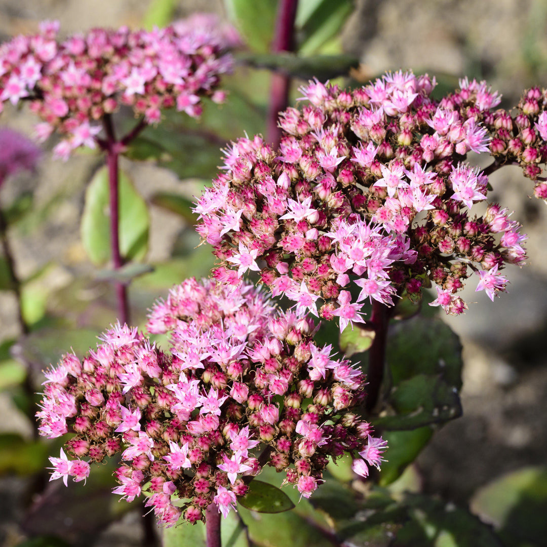 Sedum 'Lime Zinger' ~ SunSparkler® Lime Zinger Sedum