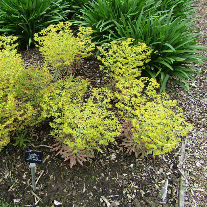 Euphorbia x martinii 'Ascot Rainbow' ~ Ascot Rainbow Spurge