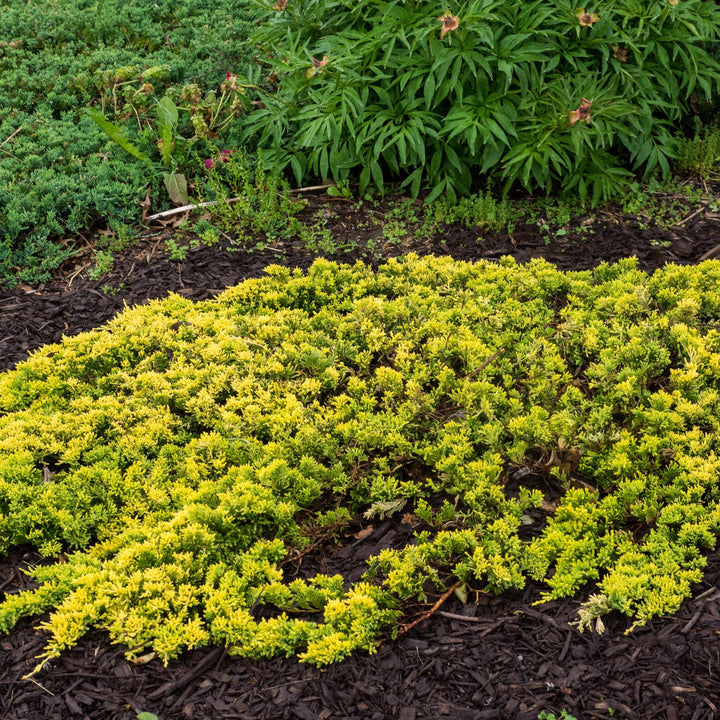 Juniperus horizontalis 'Mother Lode' ~ Madre Lode Enebro rastrero