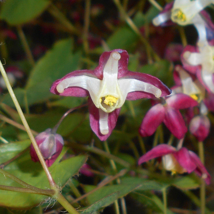 Epimedium rubrum ~ Red Barrenwort, Bishop's Hat