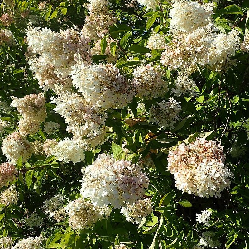 Hortensia paniculata 'Grandiflora' ~ Hortensia Pee Gee