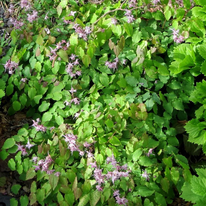 Epimedium grandiflorum 'Lilafee' ~ Lilafee Bishop's Hat