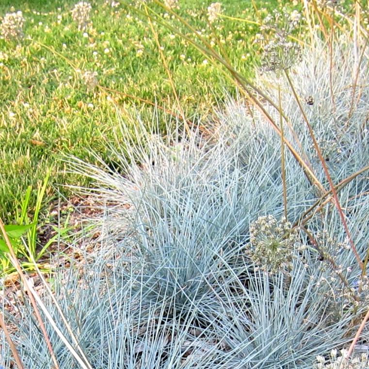 Festuca glauca 'Casca11' ~ Beyond Blue Fescue