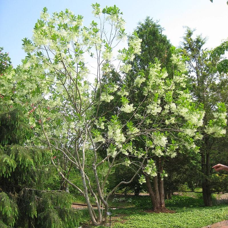 Chionanthus virginicus ~ Árbol de franja blanca