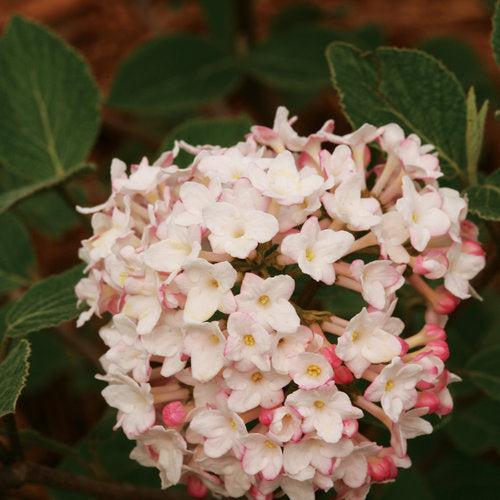 Viburnum carlesii 'SMVCB' ~ Spice Baby™ Koreanspice Viburnum