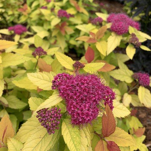 Spiraea japonica 'NCSX1' ~ Double Play® Candy Corn® Spirea