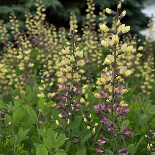 Baptisia 'Pink Lemonade' PP30,669 ~ PW® Decadence® Deluxe Pink Lemonade False Indigo