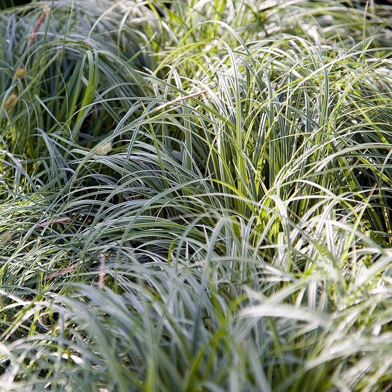 Carex morrowii 'Silver Sceptre' ~ Silver Septre Sedge