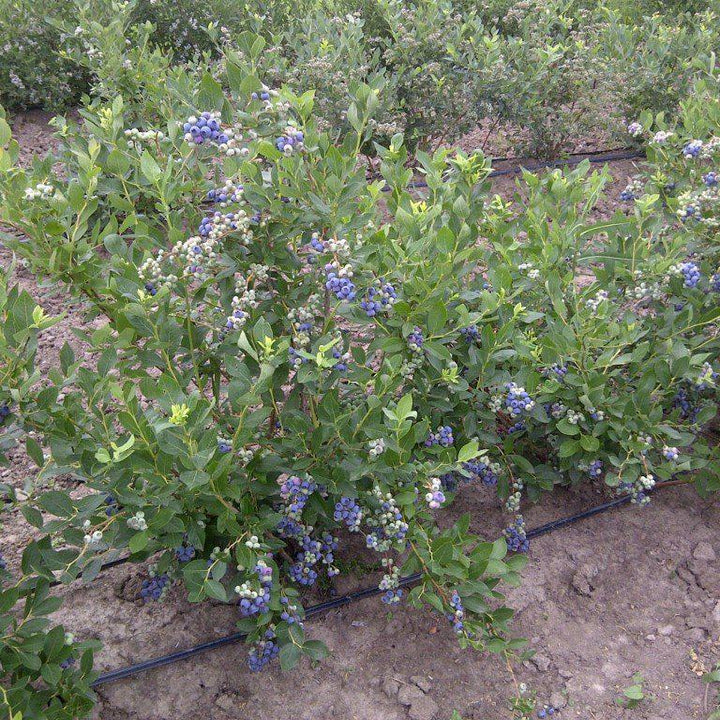 Vaccinium corymbosum 'Duke' ~ Duke Highbush Blueberry