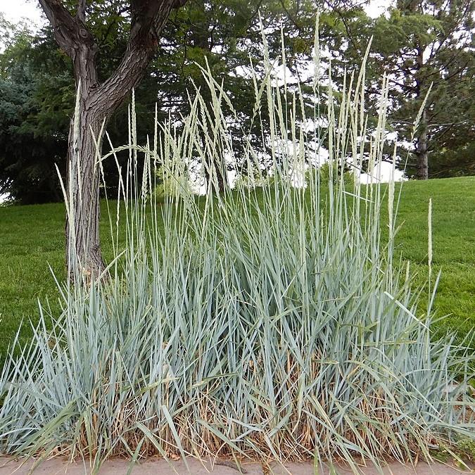 Elymus arenarius 'Blue Dune' ~ Blue Dune Lyme Grass