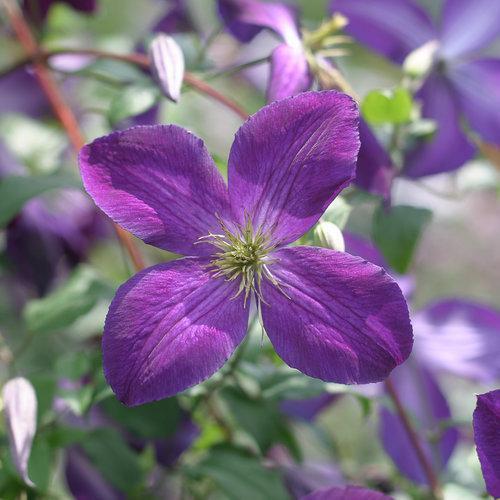 Clematis x 'Zojapur' ~ Happy Jack® Purple Clematis