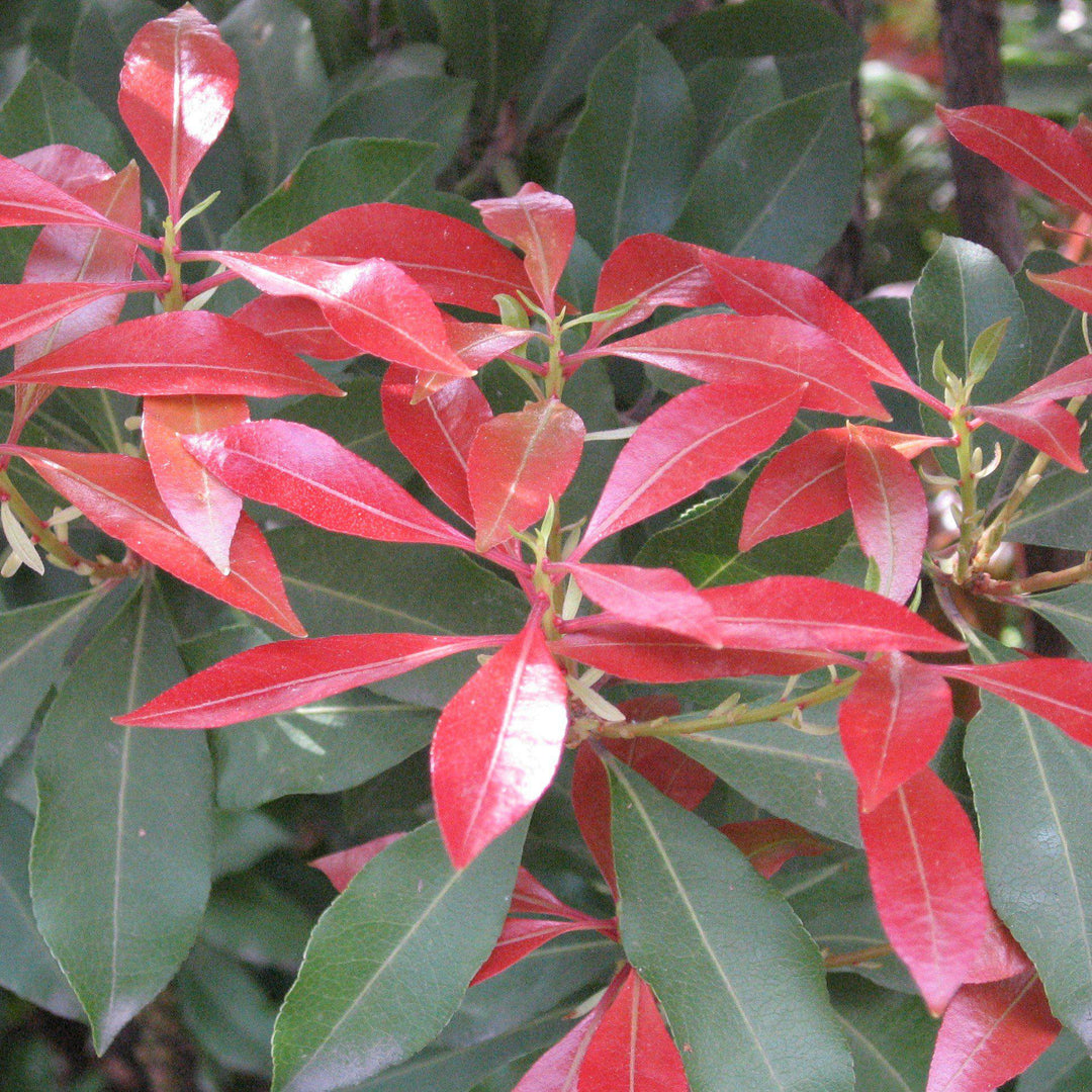 Pieris japonica 'Mountain Fire' ~ Mountain Fire Pieris