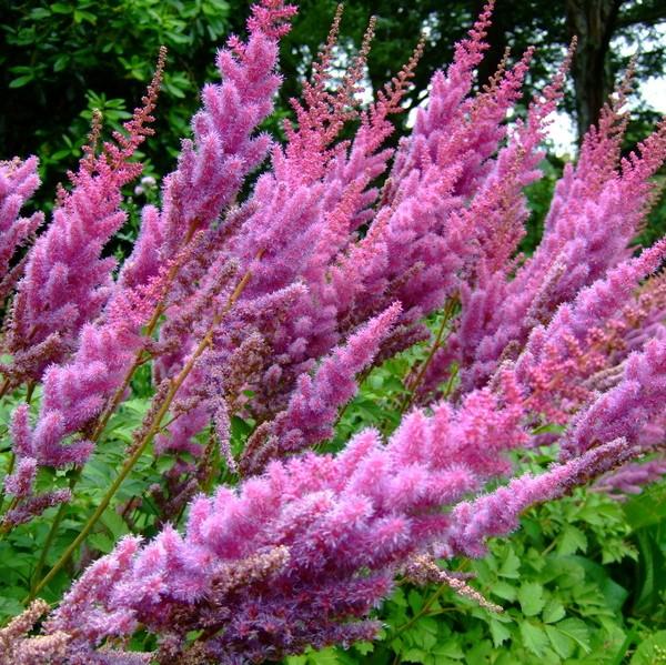 Astilbe chinensis 'Purpurkerze' ~ Purple Candles Chinese Astilbe