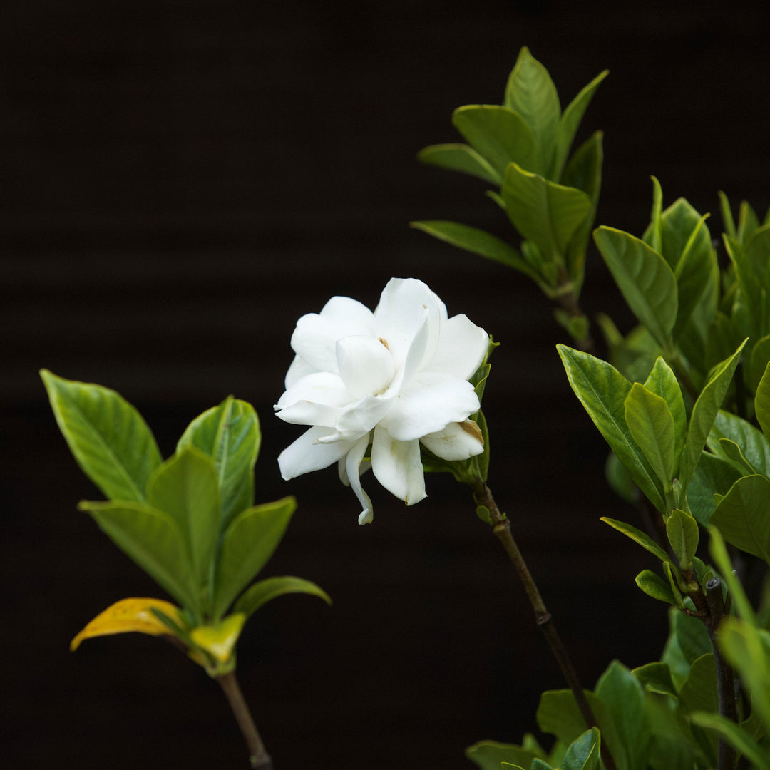 Gardenia jasminoides 'Belleza de agosto' ~ Belleza de agosto Gardenia