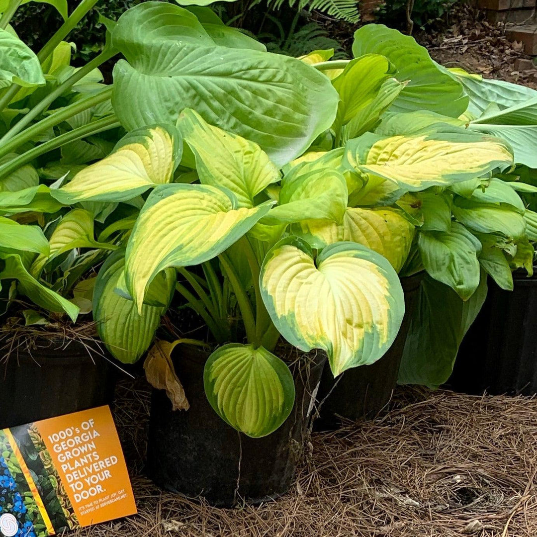 Hosta 'Stained Glass' ~ Stained Glass Hosta