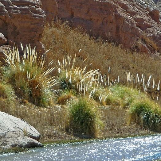 Cortaderia selloana ~ Pampas Grass