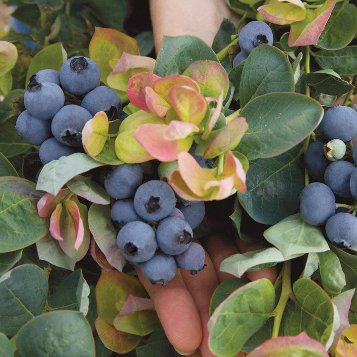 Vaccinium corymbosum 'ZF06-043' ~ Bushel and Berry® Peach Sorbet® Blueberry