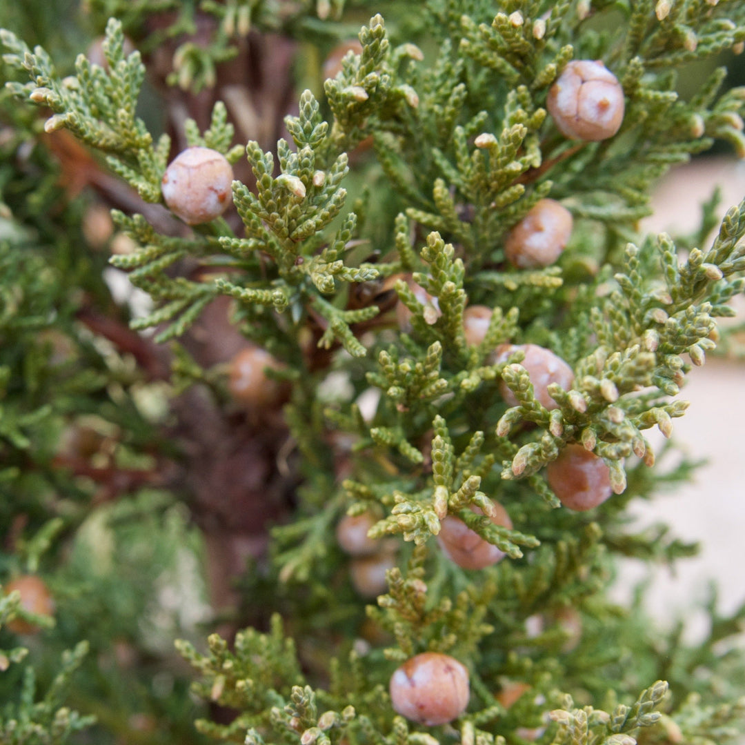 Juniperus chinensis 'Trautman' ~ Trautman Juniper