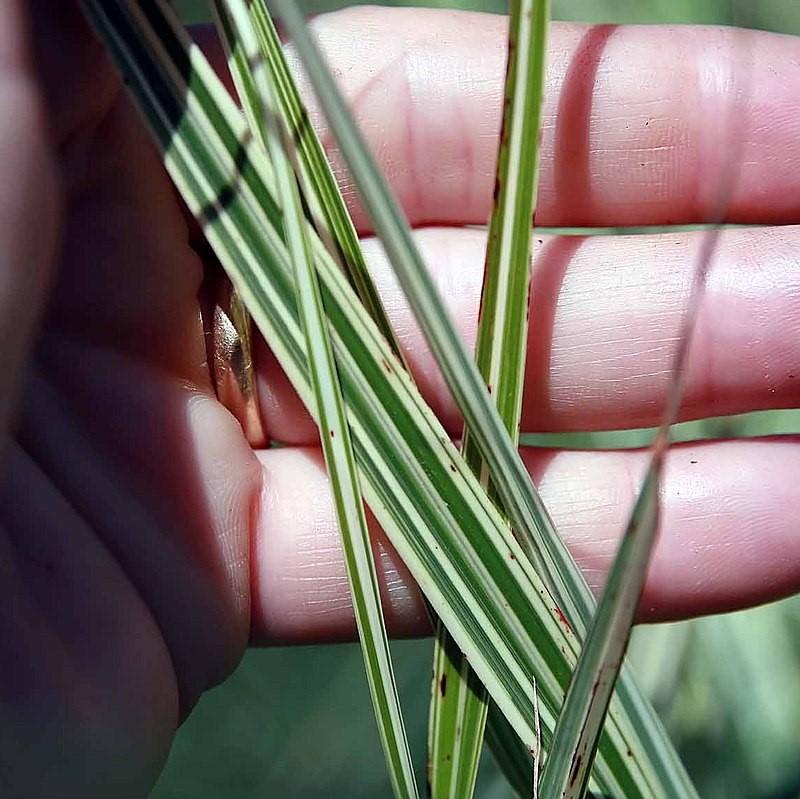 Miscanthus sinensis 'Variegatus' ~ Variegated Maiden Grass