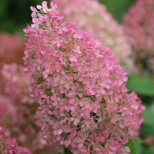 Hortensia paniculata 'Ilvobo' PP22782 ~ Proven Winners® Color Choice® Bobo® Hortensia