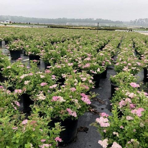 Spiraea japonica 'Pequeña Princesa' ~ Pequeña Princesa Spirea