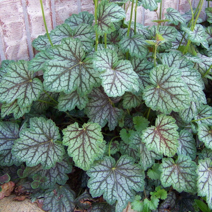 Heuchera americana 'Green Spice' ~ Green Spice Coral Bells