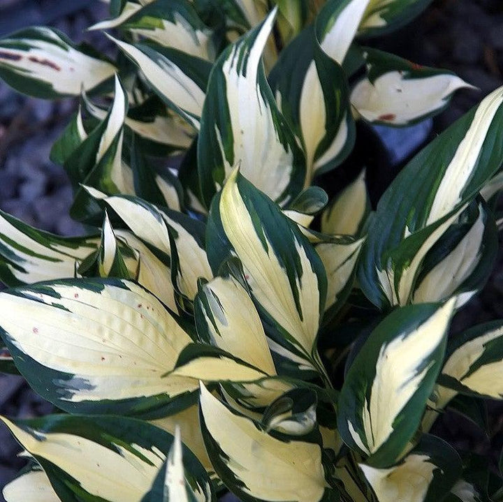 Hosta 'Fire and Ice' ~ Fire and Ice Hosta