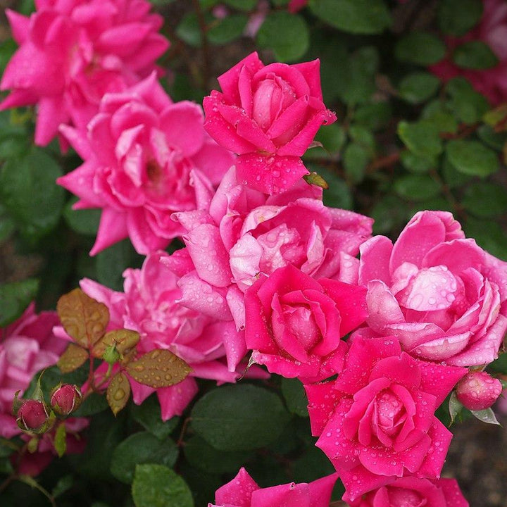 Rosa ‘Radtkopink’ PP 18,507 ~ Double Pink Knock Out® Rose