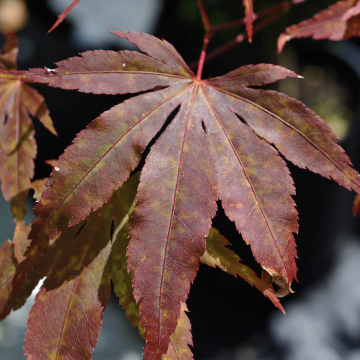 Acer palmatum 'Moonfire' ~ Moonfire Japanese Maple