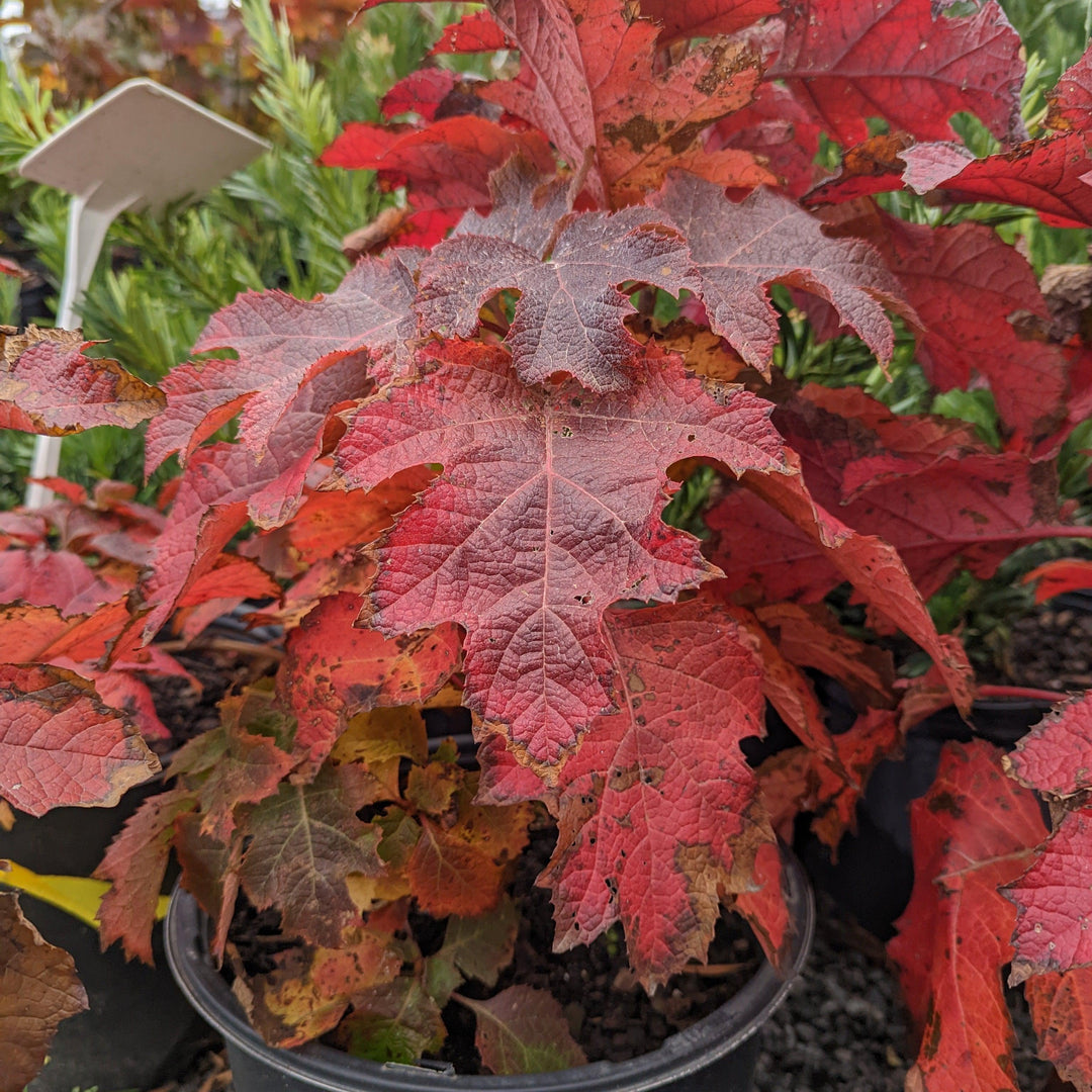 Hydrangea quercifolia 'Zapatillas de rubí' ~ Zapatillas de rubí Hortensia de hoja de roble