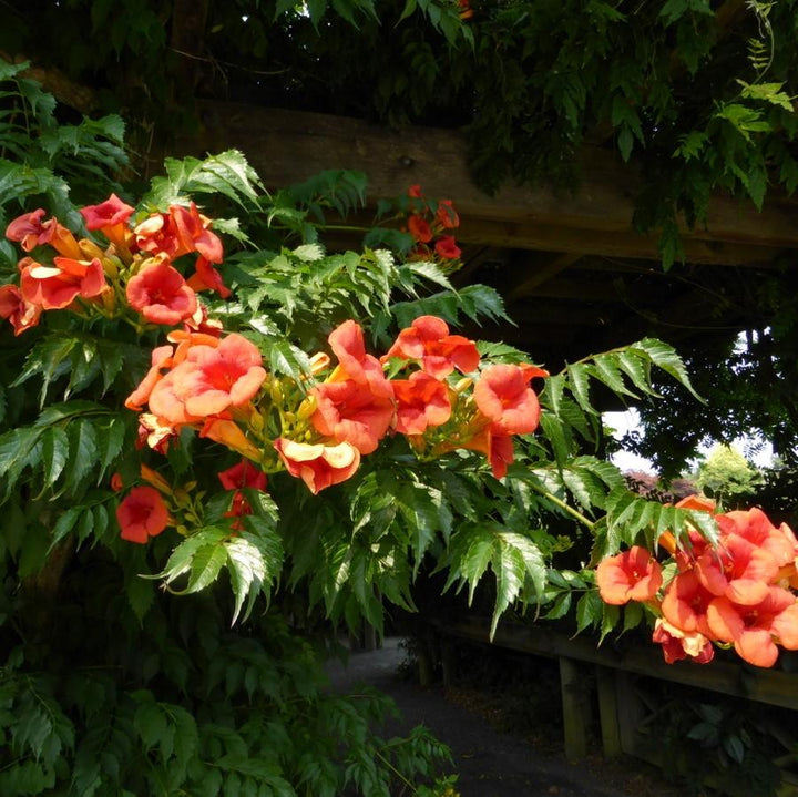 Campsis x tagliabuana 'Madame Galen' ~ Madame Galen Trumpet Creeper