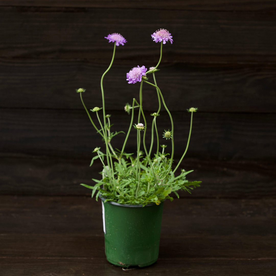 Scabiosa columbaria 'Butterfly Blue' ~ Butterfly Blue Pincushion Flower