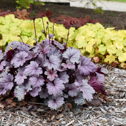 Heuchera 'Silver Gumdrop' PP29207 ~ Dolce® Silver Gumdrop Heuchera