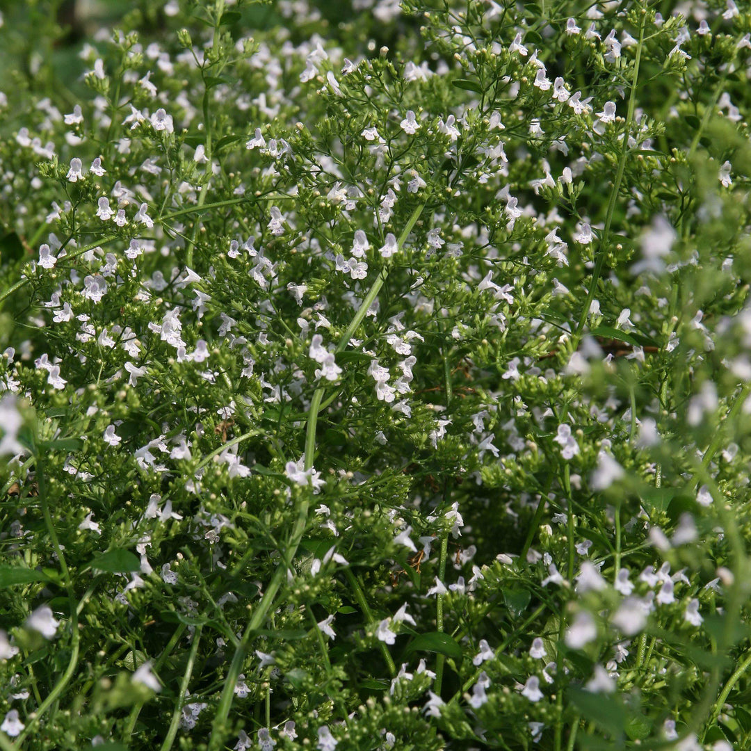 Calamintha nepeta 'White Cloud' ~ White Cloud Calamint