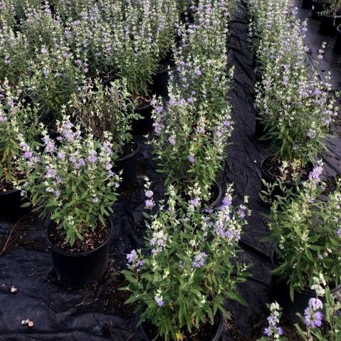 Caryopteris × clandonensis 'Caballero Oscuro' ~ Caballero Oscuro Barba Azul