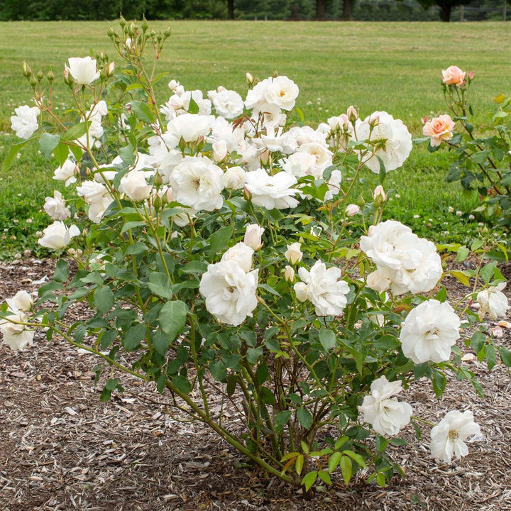 Rosa 'Korbin' ~ Rosa Iceberg