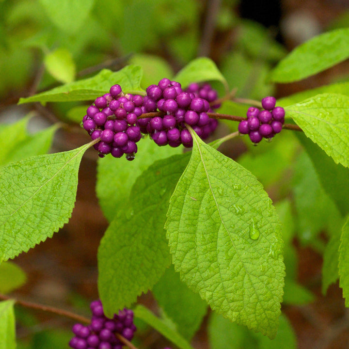 Callicarpa americana ~ Belleza americana