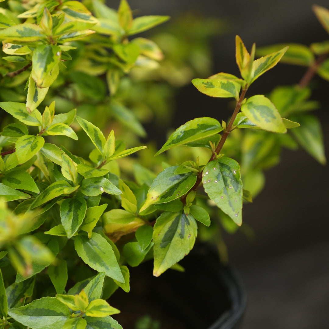 Abelia x grandiflora 'Kaleidoscope' ~ Kaleidoscope Abelia