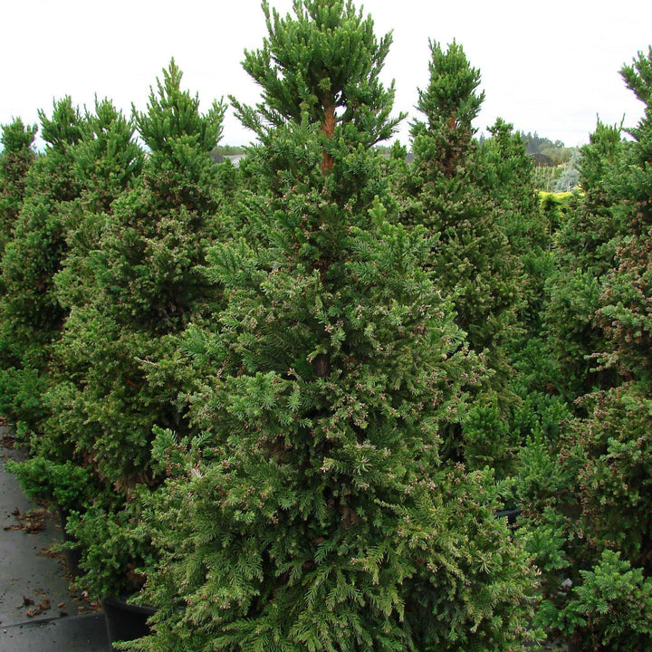 Cryptomeria japonica 'Dragón Negro' ~ Cedro japonés Dragón Negro 