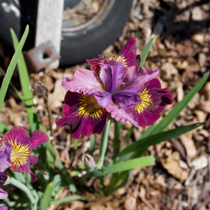 Iris sibirica 'Miss Apple' ~ Peacock Butterfly™ Miss Apple Siberian Iris