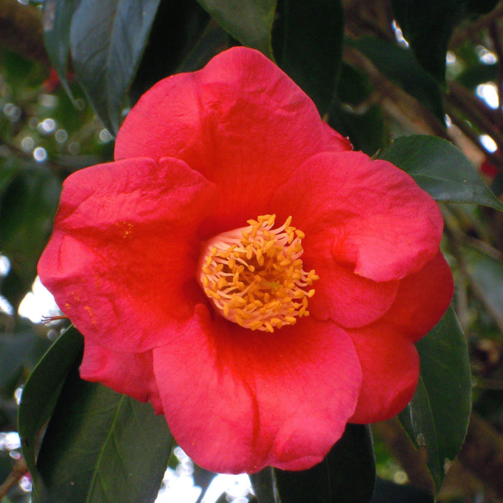 Camellia japonica 'Greensboro Red' ~ Greensboro Red Camellia