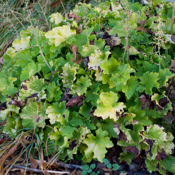 Heuchera 'Guacamole' ~ Guacamole Heuchera