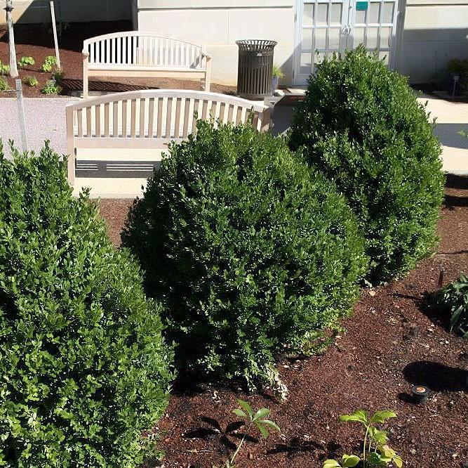 Buxus 'Green Mountain' ~ Green Mountain Boxwood