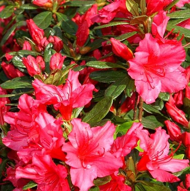 Rododendro x Girard 'Girard's Rose' ~ Girard's Rose Azalea