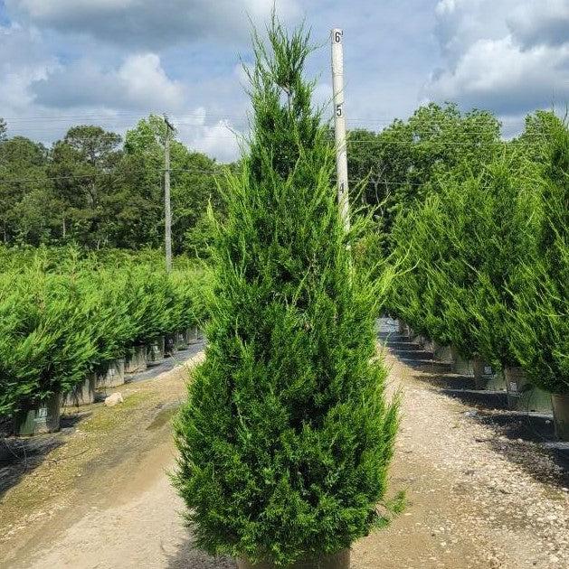 Juniperus chinensis 'Hetzii Columnaris' ~ Enebro columnar verde